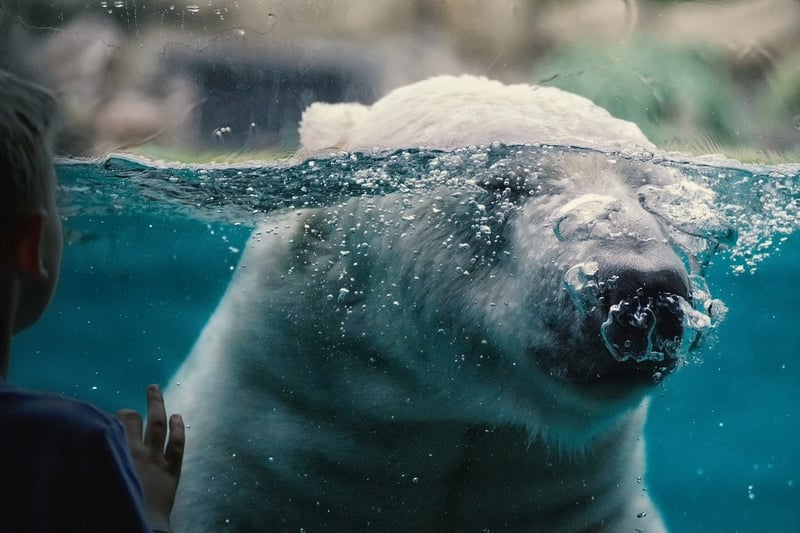Polar Expeditions