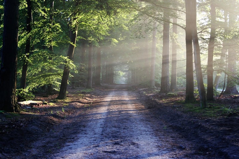 Mysterious Forest